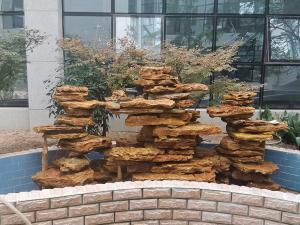 小型庭院污草莓视频破解版